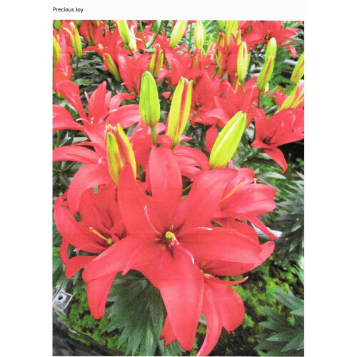 (6) PRECIOUS  JOY POLLEN FREE ASIATIC LILY