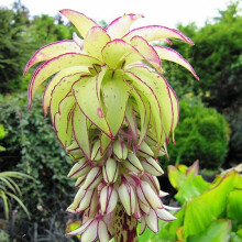 (3) Eucomis Bi-Colour (Pineapple Lily)