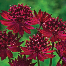 (1) ASTRANTIA MAJOR CLARET