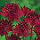 (1) ASTRANTIA MAJOR CLARET 1