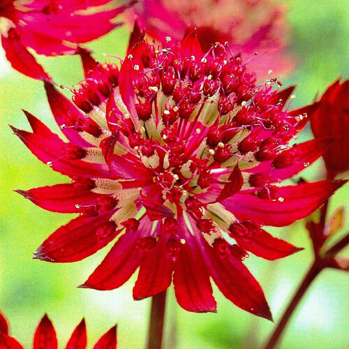 (1) ASTRANTIA MAJOR CLARET 1
