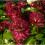 (1) ASTRANTIA MAJOR CLARET 3