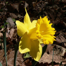 (20) KING ALFRED YELLOW TRUMPET DAFFODIL