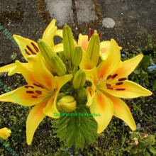 (3) Yellow Oriental Lily