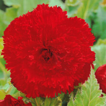 (1) RED FIMBRIATA BEGONIA