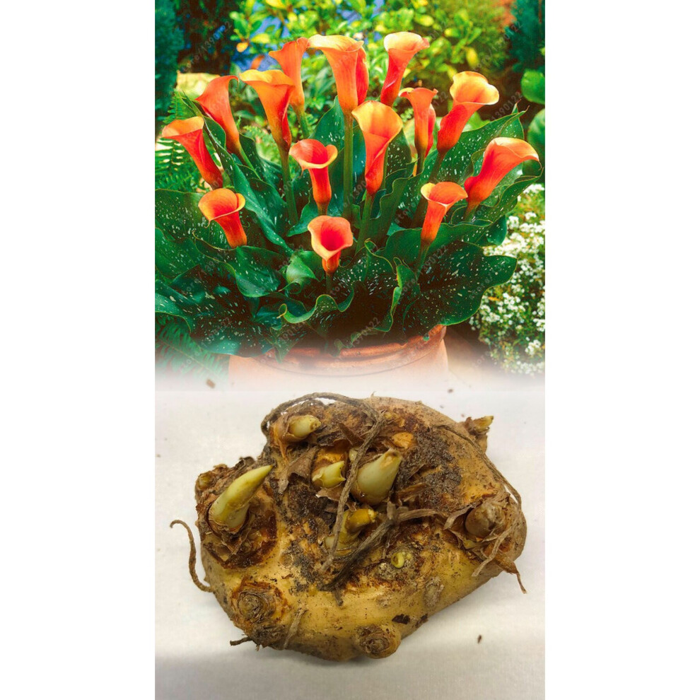 (3) Large Bulb  FLAME  CALLA  (Arum) Lily