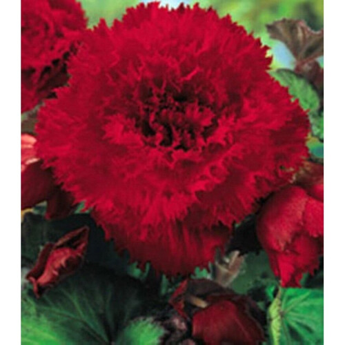 (10) RED FIMBRIATA BEGONIA 2