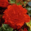 (6) RED FIMBRIATA BEGONIA 2