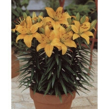 (24) BUTTER PIXIE  DWARF  ASIATIC LILY