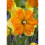 (10) TRITOMBA SPLIT CORONA DAFFODIL 1