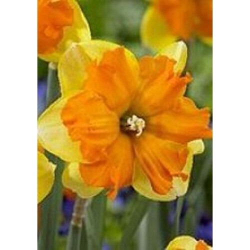(10) TRITOMBA SPLIT CORONA DAFFODIL