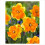 (10) TRITOMBA SPLIT CORONA DAFFODIL 2