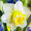 (20) WAVE  DOUBLE NARCISSI 2