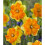 (10) TRITOMBA SPLIT CORONA DAFFODIL 3