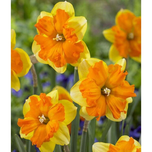 (10) TRITOMBA SPLIT CORONA DAFFODIL 2