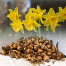 (10KG) Tamara Trumpet Daffodil Bulbs Yellow Spring Garden Perennial