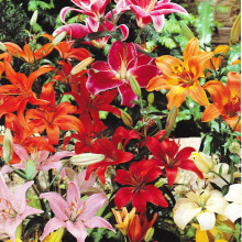 (12) MIXED  Oriental Lily
