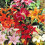(12) MIXED  Oriental Lily 1