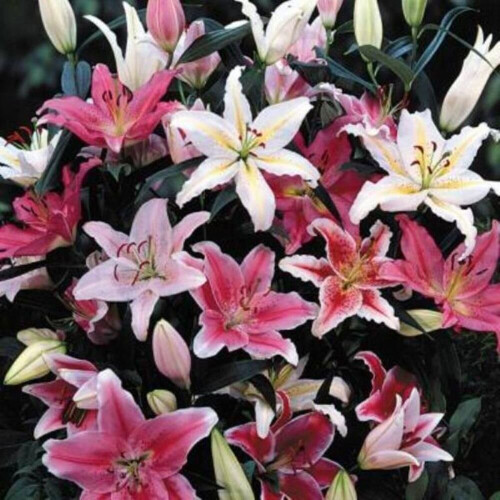 (12) MIXED  Oriental Lily 1