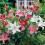 (12) MIXED  Oriental Lily 3