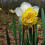 (20) WAVE  DOUBLE NARCISSI 1