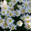 (10) Anemone Blanda-White Splendour 1