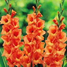 (20) JESSICA GLADIOLI LARGE FLOWERED