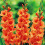 (20) JESSICA GLADIOLI LARGE FLOWERED 1