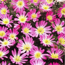 (10) Anemone Blanda-Pink Star