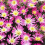 (10) Anemone Blanda-Pink Star 1