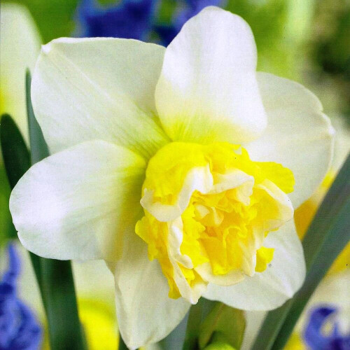 (10) WAVE  DOUBLE NARCISSI 1
