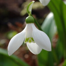 (1) Ready Potted 9cm Pot   SNOWDROP GALANTHUS IKARIAE (WORONOWII)