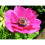 (10) Anemone De Caen-Sylphide 2