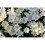 (10) Anemone Blanda-White Splendour 2