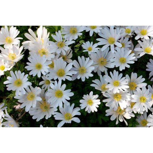 (10) Anemone Blanda-White Splendour 1