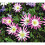 (10) Anemone Blanda-Pink Star 2