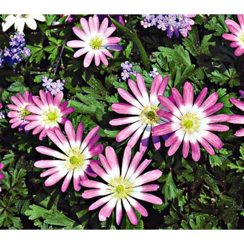 (10) Anemone Blanda-Pink Star 1
