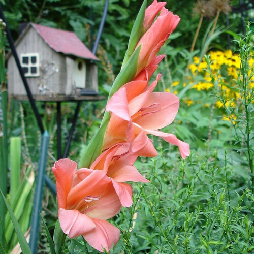 (20) JESSICA GLADIOLI LARGE FLOWERED 1