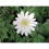 (10) Anemone Blanda-White Splendour 3