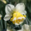 (10) WAVE  DOUBLE NARCISSI 3
