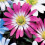 (10) Anemone Blanda-Pink Star 3