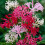 (10) NERINE BOWDENII MIXED 1