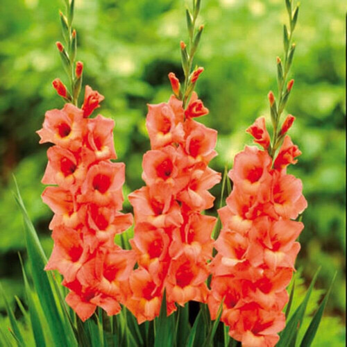 (20) JESSICA GLADIOLI LARGE FLOWERED 2