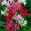 (10) NERINE BOWDENII MIXED 2