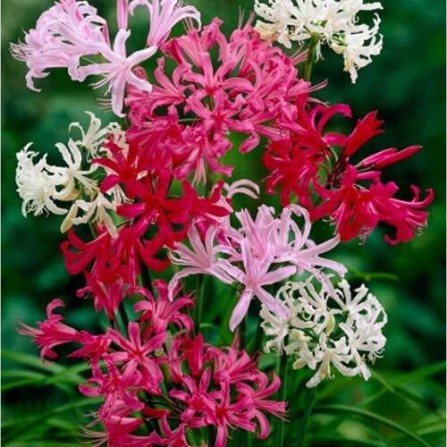 (10) NERINE BOWDENII MIXED 1