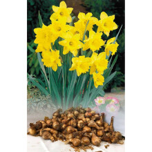 (5KG) Dutch Master Trumpet Daffodil Bulbs Yellow Garden Spring Perennial