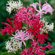 (3) NERINE BOWDENII MIXED