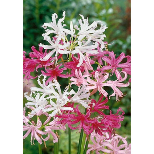 (10) NERINE BOWDENII MIXED 2