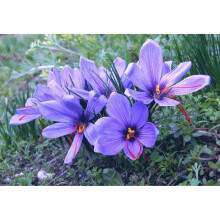 (50) Crocus Sativus (Saffron)