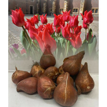 (200) PRETTY WOMAN LILY FLOWERING TULIP BULBS SPRING FLOWERING GARDEN PERENNIAL